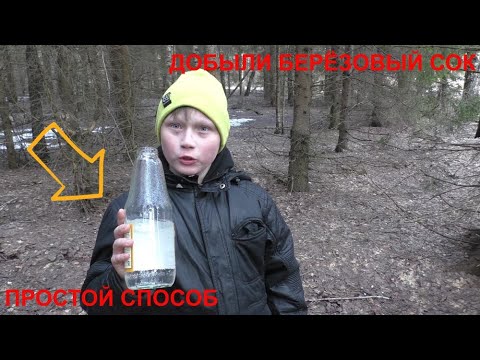 Видео: Простой способ добычи берёзового сока! СПРАВИТСЯ ДАЖЕ РЕБЕНОК!