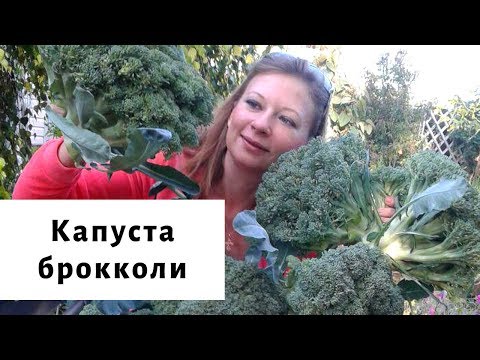 Видео: Капуста брокколи: выращивание и уход