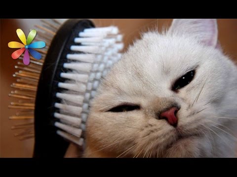 Видео: Как бороться с линькой у кошек? – Все буде добре. Выпуск 674 от 22.09.15