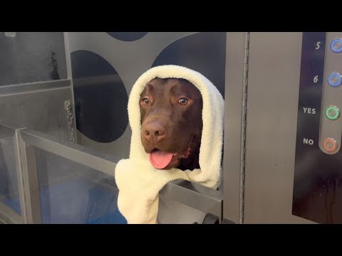 Видео: БАННЫЙ ДЕНЬ ДЛЯ МОЕГО ЛАБРАДОРА-РЕТРИВЕРА!