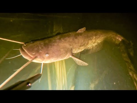 Видео: Первая осенняя ночная