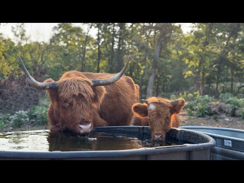Видео: Не знаю, что с ней случилось…