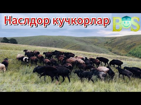 Видео: Кучкорларнинг бокиш жараёни нима учун муҳим?🇷🇺#рекомендация #чорвачилик #узбекистан #қишлоқхўжалиги 