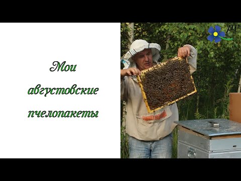 Видео: Августовские пчелопакеты