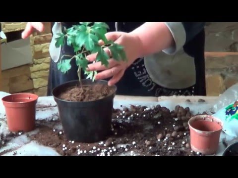 Видео: Уход За Циссусом. ЦИССУС. НЕПРИХОТЛИВЫЕ КОМНАТНЫЕ ЛИАНЫ