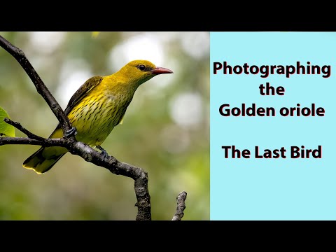 Видео: Золотая иволга. Последняя птица. Часть первая из трёх фильмов о фотографии птиц в Болгарии.