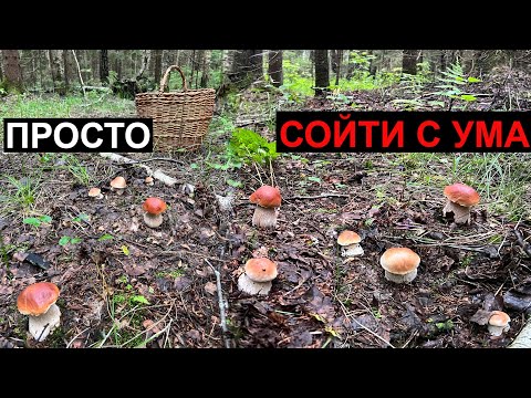 Видео: НЕТРОНУТЫЙ ЕЛЬНИК, МИЛЛИОН БЕЛЫХ ГРИБОВ ПОВСЮДУ ПОД КАЖДЫМ ДЕРЕВОМ! ЛУЧШАЯ ТИХАЯ ОХОТА ЛЕТА