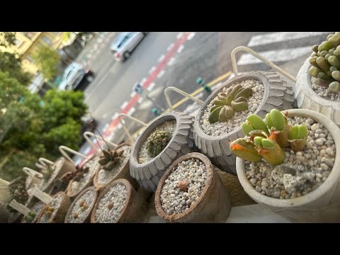 Видео: Живые камни. Обзор 2-го окна. 31.05.24