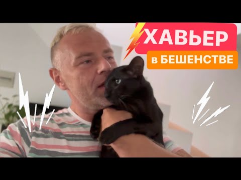 Видео: ПРИШЕЛ СЧЁТ ЗА ЭЛЕКТРИЧЕСТВО ⚡️ ЛЮМИНКС НЕ МОЖЕТ ЛЕТЕТЬ СО МНОЙ 🐈‍⬛