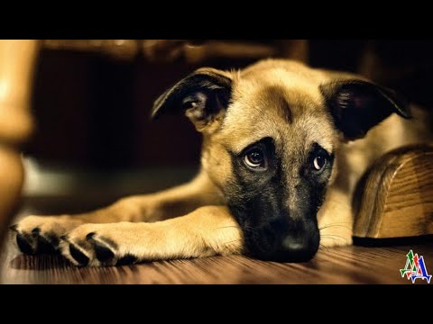 Видео: Очень худой и больной пёсик робко коснулся лапкой Сергея  В его взгляде было столько боли и тоски