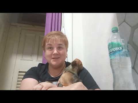 Видео: Откуда Лада и почему той-терьер?!/ пора начинать  экономить 