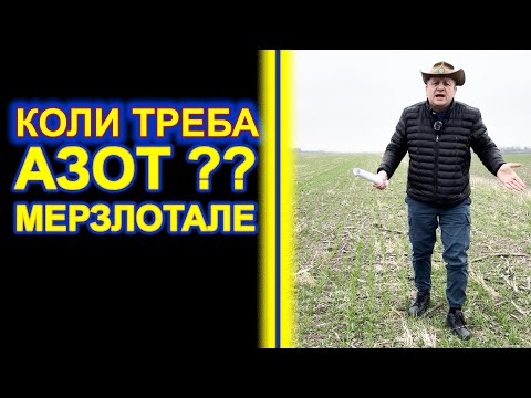 Видео: СЛАБА ПШЕНИЦЯ -ЧИМ ДОПОМОГТИ ? КАС ? СЕЛІТРА? ЧИ ФОСФОР КАЛІЙ ? ДОБРТВО АЗОТНЕ ЧИ ОРГАНОФОСКА