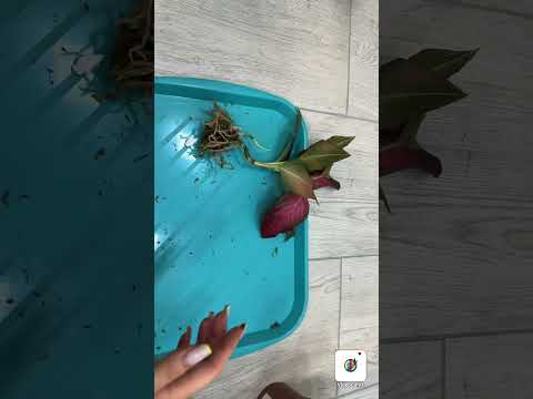 Видео: Пересадка растений. Аглаонемы.