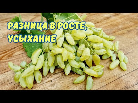 Видео: Усыхание гребненожки.Виноград культура места.