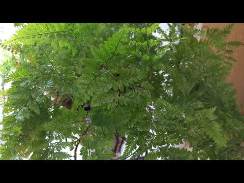 Видео: 349. Комнатные растения на моей кухне. 