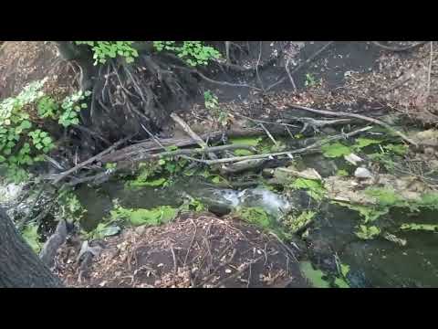 Видео: Подошли к прудам.Что там в пакете потеряли?