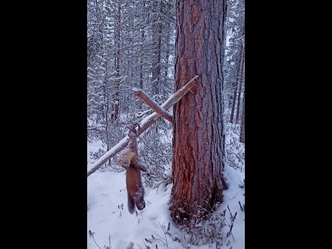 Видео: промысел 11 лучшая проверка, север,охота на соболя