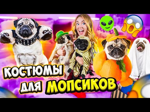 Видео: Примеряю КОСТЮМЫ Для СОБАК на МОПСИКОВ! ОЧЕНЬ РЖАЧНО! Одежда на Хэллоуин !