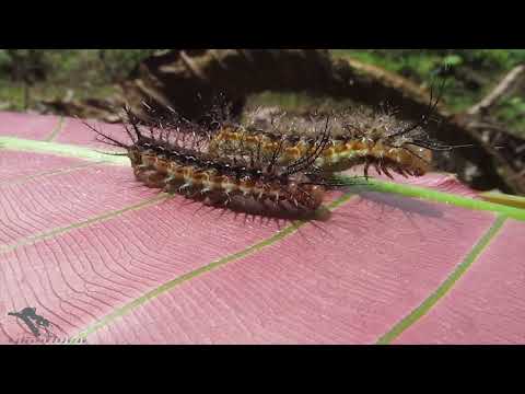 Видео: За бабочками в тропический лес ч 3