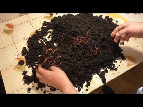 Видео: Выборка маточного червя