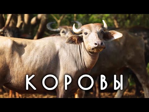 Видео: От кого произошла корова и полезно ли цельное молоко. Недетские вопросы о коровах и быках