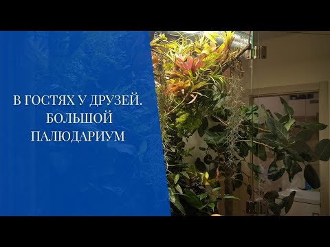 Видео: В гостях у друзей. Большой палюдариум