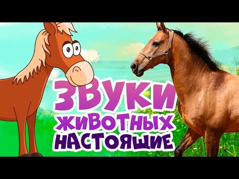 Видео: ЗВУКИ ЖИВОТНЫХ для самых маленьких - развивающие мультики для детей - как говорят животные