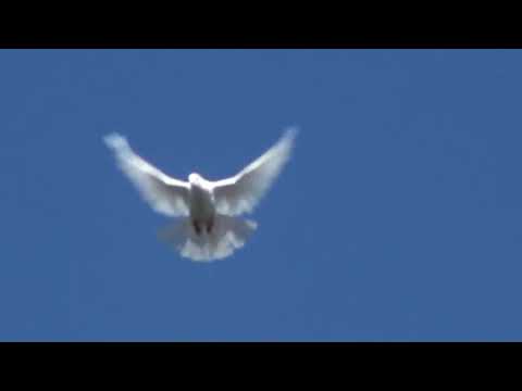 Видео: Білі для синього неба