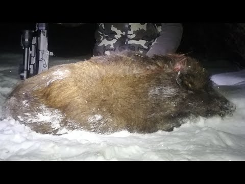 Видео: Охота на кабана на кормушке с подхода 🐷