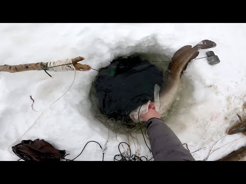Видео: Рыбалка у чёрной дыры. Перемёт на Енисее. Серия тридцать первая.