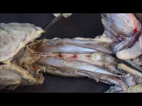 Видео: вентральные мышцы позвоночного столба