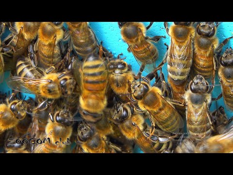 Видео: Отнимаем мед у пчел!