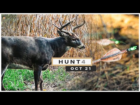 Видео: ОХОТА 4 | Первый ЗРЕЛЫЙ олень года