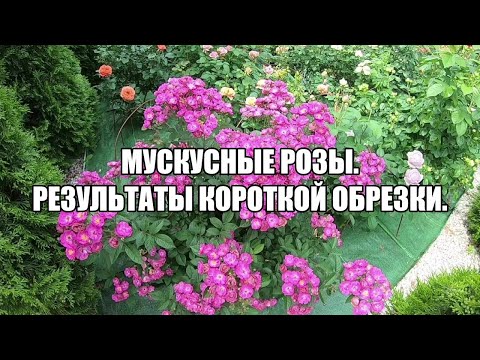 Видео: Мускусные розы.  Результаты короткой обрезки.