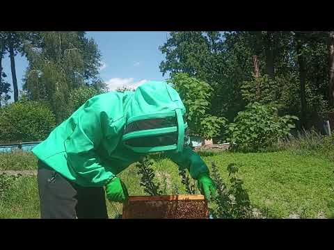 Видео: Рой с купленной маткой