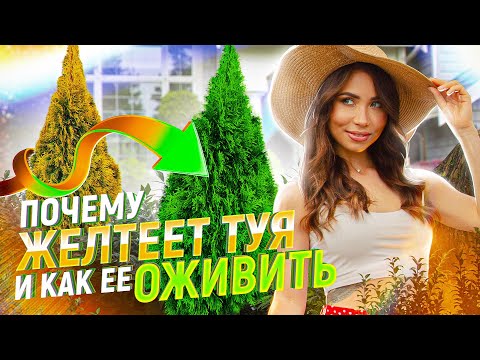 Видео: ЖЕЛТЕЕТ ТУЯ что делать? Никогда не повторяйте эти глупые ошибки