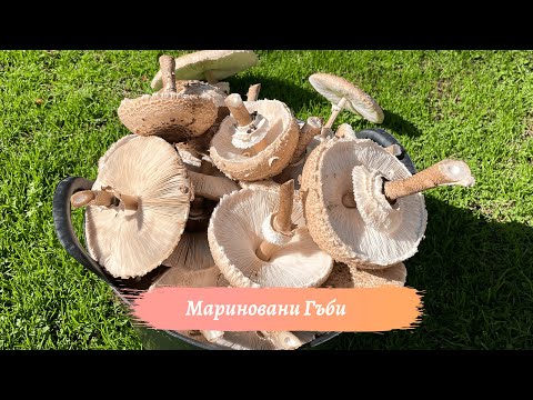 Видео: Мариноване на Гъби - Сърнели
