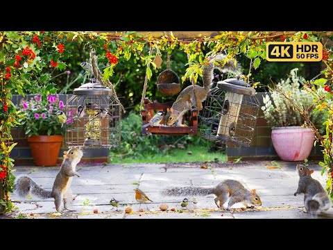 Видео: Кино Для кошек и собак 😸 Маленькие птички и белки посещают кормушки 🕊️🐿️ птички для кошек