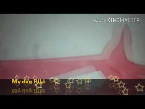 Видео: Pmv Номер 1 ☺