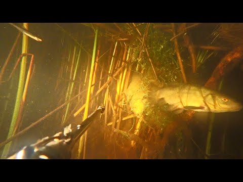 Видео: РЫБА ПУТАЕТСЯ В БРОШЕННЫХ СЕТЯХ. ПОДВОДНАЯ ОХОТА НА ЛИНЯ НОЧЬЮ.