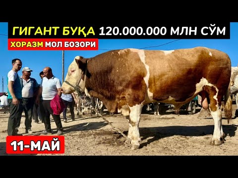 Видео: ХОРАЗМ ГИГАНТ БУҚАЛАР БОЗОРИ УРГАНЧ 11-май 2025 г.