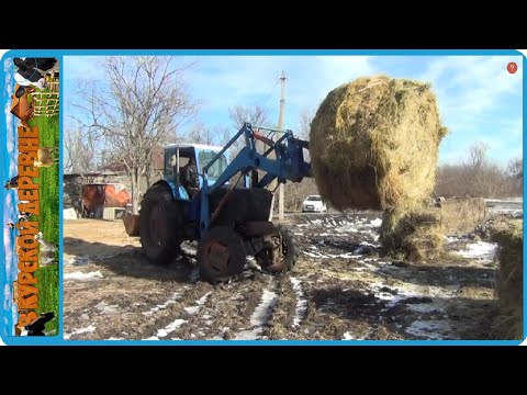 Видео: САМ НЕ СЪЕШЬ А ХОЗЯЙСТВО НАКОРМИ! МЫ В ОТВЕТЕ ЗА ТЕХ КОГО ПРИРУЧИЛИ