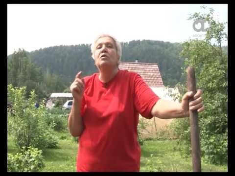 Видео: Голова садовая. Как подружиться с земляникой