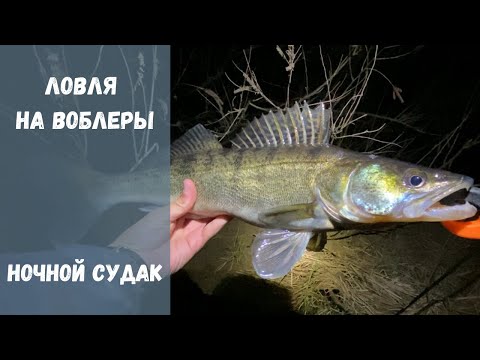 Видео: Попал на выход ночного судака | Ловля в апреле | Рыбалка на воблеры | Весна 2025