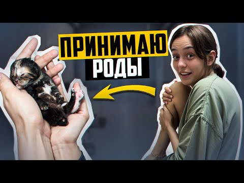 Видео: ПРИНЯЛА РОДЫ! Что стало с котятами!?  ПОДОБРАЛА БЕРЕМЕННУЮ КОШКУ В ЧУЖОЙ СТРАНЕ!