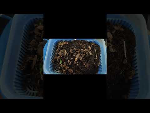 Видео: Калифорниялық шұбалшаң. Үй жағдайында биогумус дайындау. Шұбалшаңдарды қыстан шығару жолы