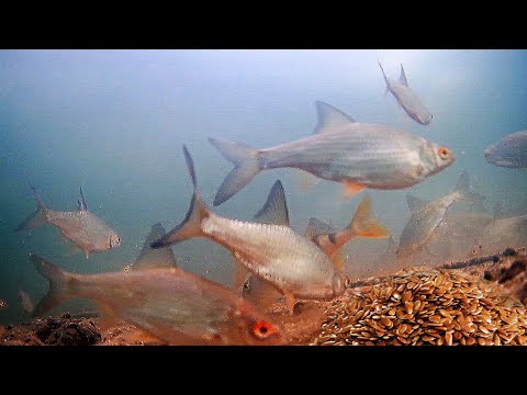 Видео: Жареные Семечки Льна или Гаммарус!? Реакция рыбы. Подводная съемка