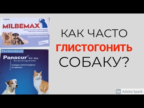 Видео: Как часто глистогонить собаку. Зачем нужно глистогонить?