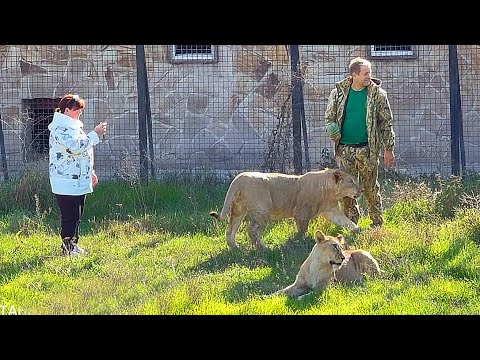 Видео: Симба не отходил от Олега Зубкова и они поднялись на Скалу Славы ВМЕСТЕ! Арбузы в новом вольере!