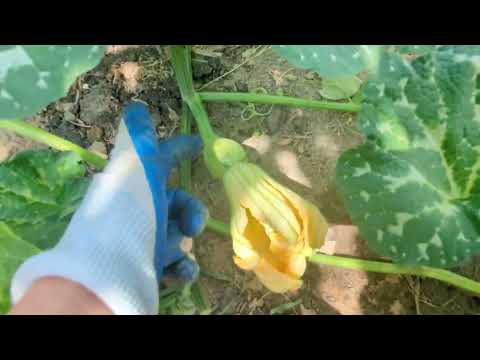 Видео: Шілдедегі бақша күтімі. #баубақша #бақша #асқабақ #қызанақ #қияр #кабачок #бұрыш #ауылдағы
